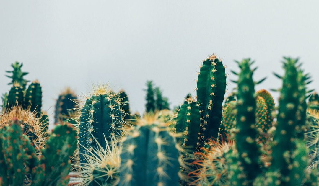 Luise F. Pusch und der Genderstern